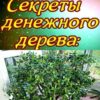 Многие выращивают «дерево жизни» дома: знайте, что поливаете и что выращиваете