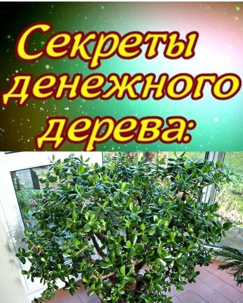 Многие выращивают «дерево жизни» дома: знайте, что поливаете и что выращиваете Многие выращивают «дерево жизни» дома: знайте, что поливаете и что выращиваете