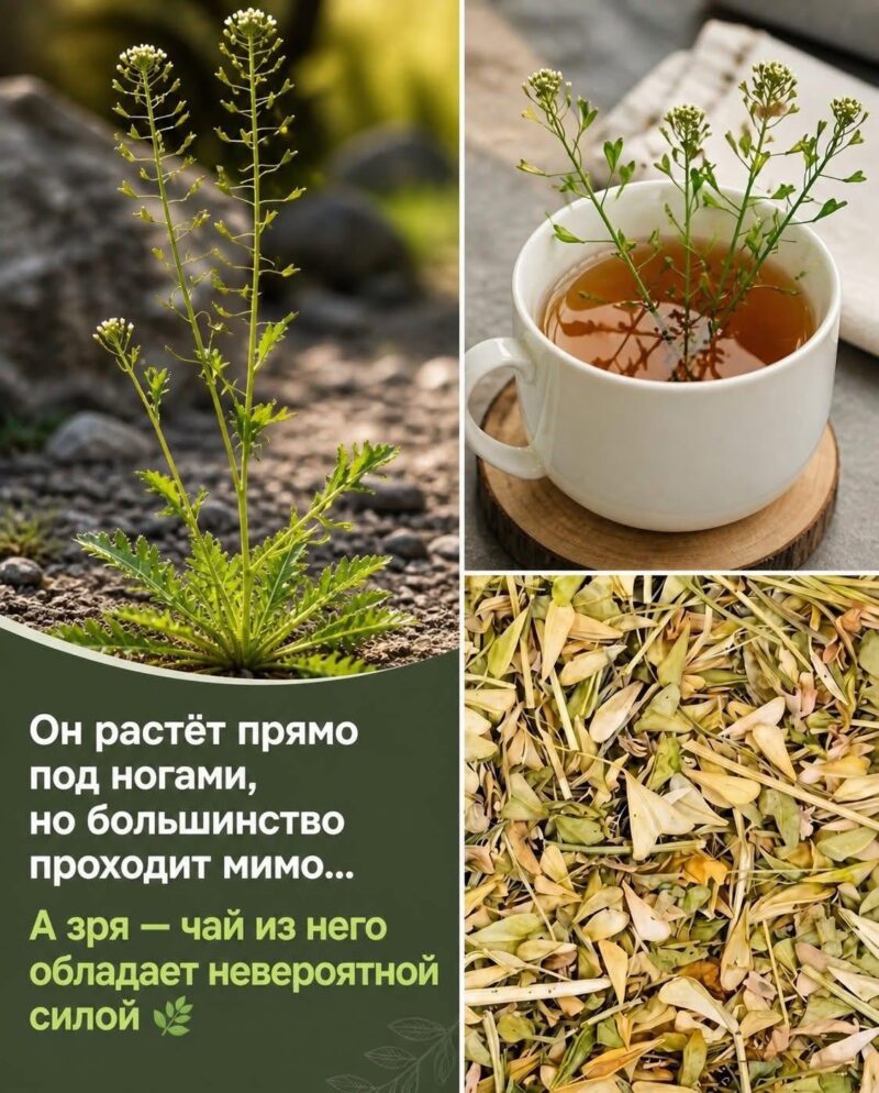 Он растёт прямо под ногами, но большинство проходит мимо… А зря — чай из него обладает невероятной силой Он растёт прямо под ногами, но большинство проходит мимо… А зря — чай из него обладает невероятной силой