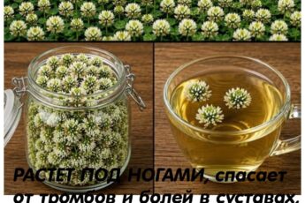 РАСТЕТ ПОД НОГАМИ, спасает от тромбов и болей в суставах, снижает холестерин, нормализует давление.
