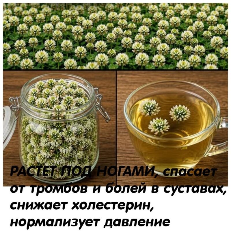РАСТЕТ ПОД НОГАМИ, спасает от тромбов и болей в суставах, снижает холестерин, нормализует давление. РАСТЕТ ПОД НОГАМИ, спасает от тромбов и болей в суставах, снижает холестерин, нормализует давление.
