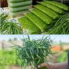СОБРАЛА ВСЕ ЧЕСНОЧНЫЕ СТРЕЛКИ У СОСЕДЕЙ!🧄🧄🧄 Чесночные стрелки - настоящее «зеленое золото» на зиму! Каждый год готовлю много, ведь зимой без них никак