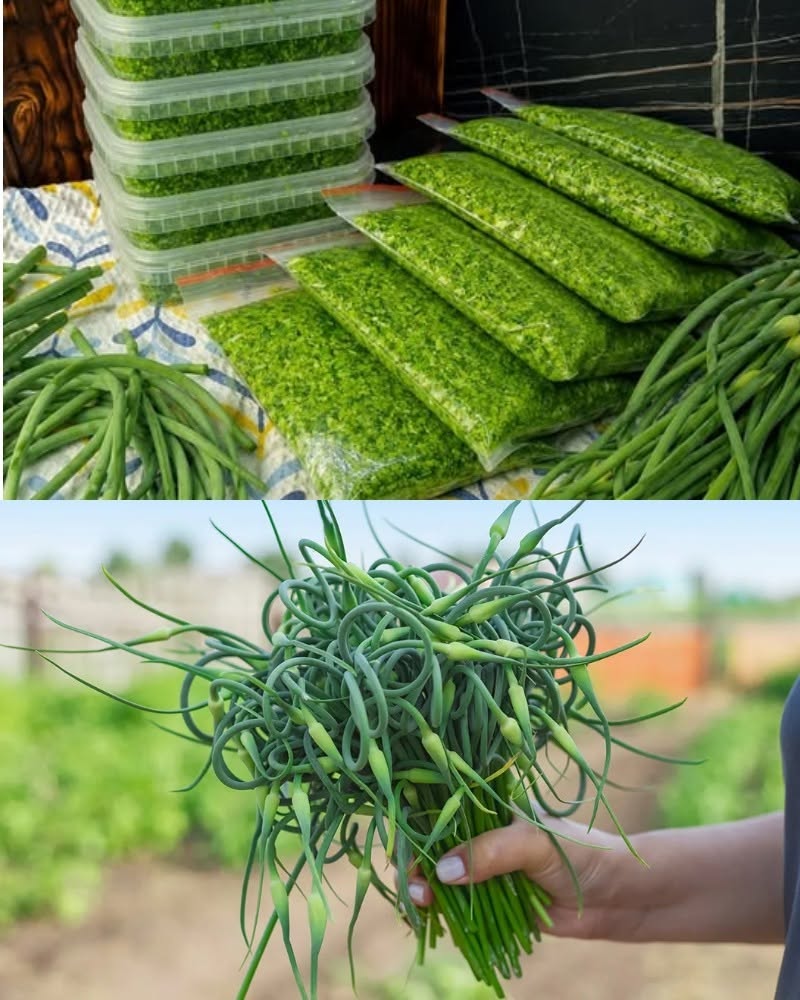 СОБРАЛА ВСЕ ЧЕСНОЧНЫЕ СТРЕЛКИ У СОСЕДЕЙ!🧄🧄🧄 Чесночные стрелки - настоящее «зеленое золото» на зиму! Каждый год готовлю много, ведь зимой без них никак СОБРАЛА ВСЕ ЧЕСНОЧНЫЕ СТРЕЛКИ У СОСЕДЕЙ!🧄🧄🧄 Чесночные стрелки - настоящее «зеленое золото» на зиму! Каждый год готовлю много, ведь зимой без них никак