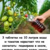3 таблетки на 10 литров воды и томатов нарастает, что не сосчитать: подкормка в июле, которая запускает волну завязи