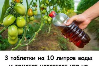 3 таблетки на 10 литров воды и томатов нарастает, что не сосчитать: подкормка в июле, которая запускает волну завязи