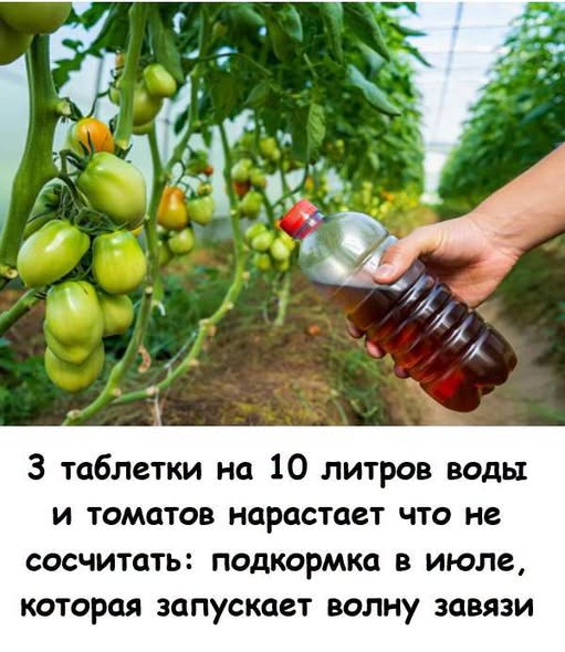 3 таблетки на 10 литров воды и томатов нарастает, что не сосчитать: подкормка в июле, которая запускает волну завязи 3 таблетки на 10 литров воды и томатов нарастает, что не сосчитать: подкормка в июле, которая запускает волну завязи