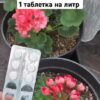 Pазбудите Герань! 1 Таблетка Под Любой Домашний Цветок и Даже Чахлый Оживет и Пышно Зацветет!