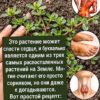 Самое мощное растение в мире...