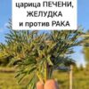 Полынь высоко ценили целители прошлых веков.