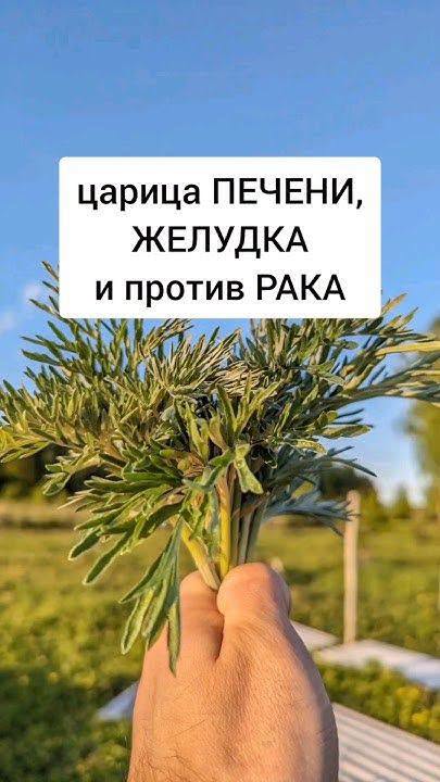 Полынь высоко ценили целители прошлых веков. Полынь высоко ценили целители прошлых веков.